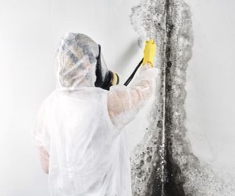 Mold Removal Toronto Mold Inspection Testing Remediation Gta